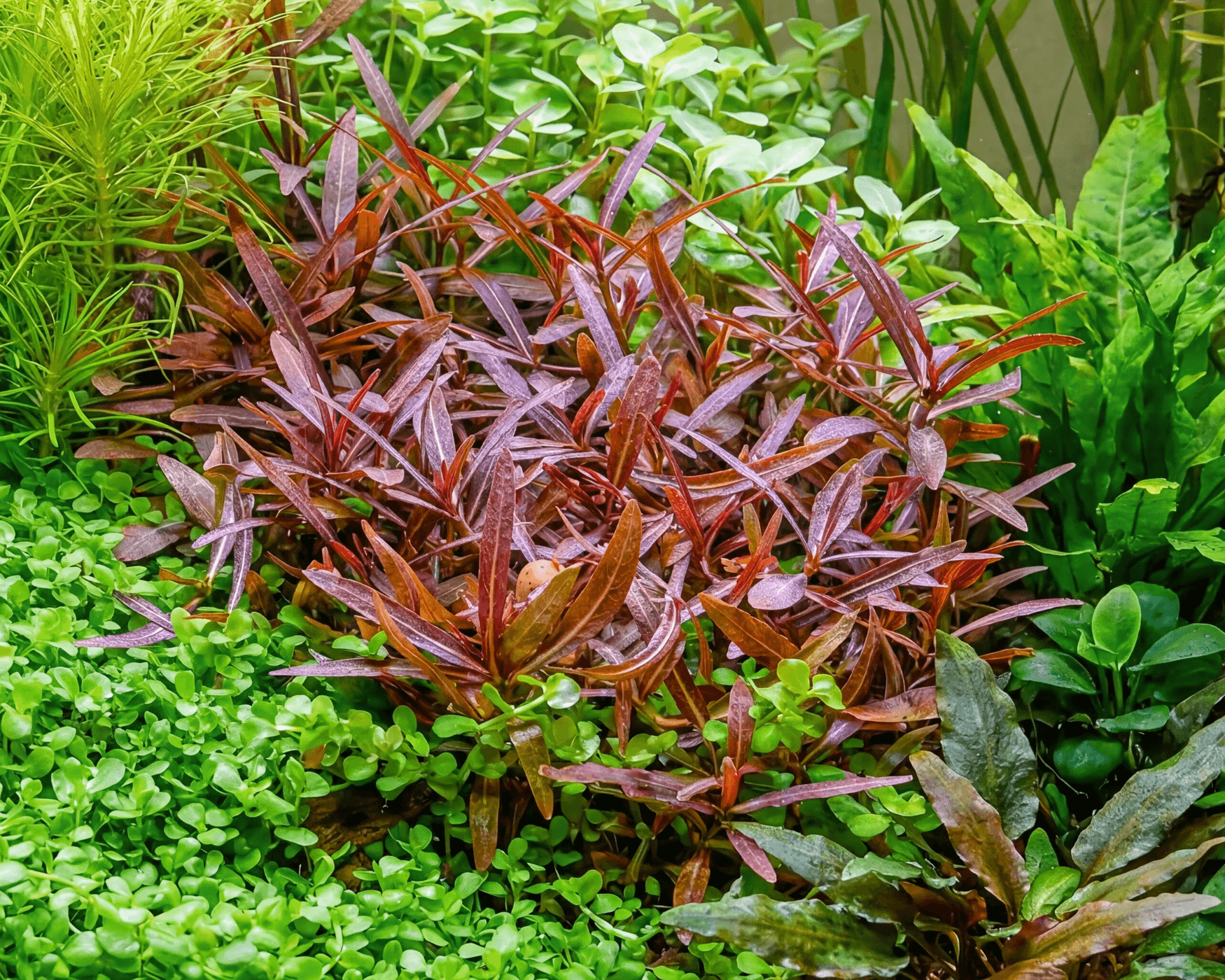 Hygrophila lancea 'Araguaia' (Araguaia Hygrophila)